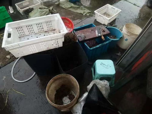 被禁的 熏拉絲 重出江湖 黑窩點(diǎn)被端