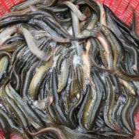 收購青魚苗養殖供應 青魚苗養殖收購 活潑水產