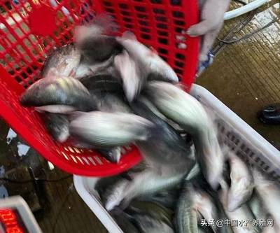 加州鱸持續(xù)降價(jià)為何引發(fā)養(yǎng)殖戶更深憂慮？