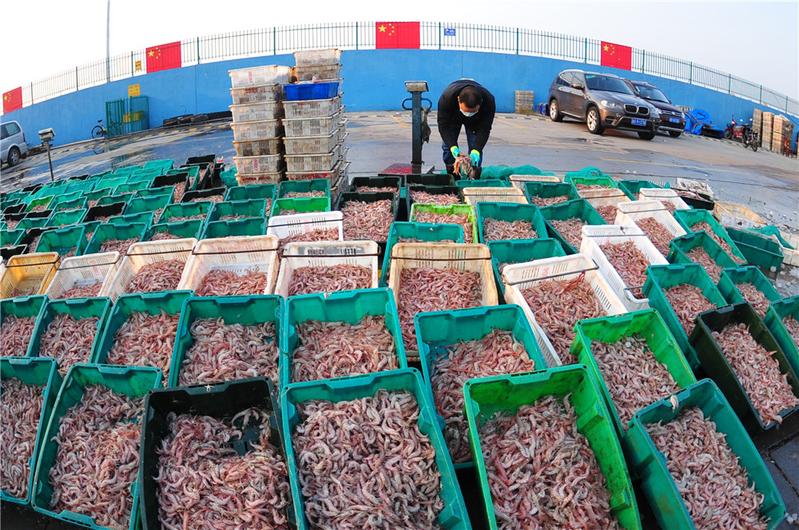 沙子口漁港復(fù)工，3000斤八帶與蠣蝦一小時(shí)售罄，水產(chǎn)品市場(chǎng)復(fù)蘇強(qiáng)勁