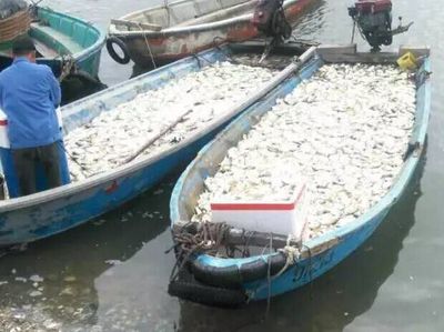 湛江麻章區(qū)料村300余萬條金鯧魚暴斃，水產(chǎn)養(yǎng)殖業(yè)遭遇重創(chuàng)